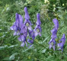 Image result for Aconitum napellus