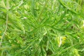 Attēlu rezultāti vaicājumam “Malva moschata leaf”