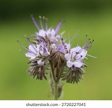 Attēlu rezultāti vaicājumam “Hydrophyllaceae”