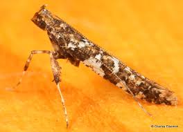 Attēlu rezultāti vaicājumam “Phyllonorycter apparella”