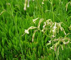Attēlu rezultāti vaicājumam “Silene tatarica flower”