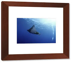 Image result for Mobula tarapacana