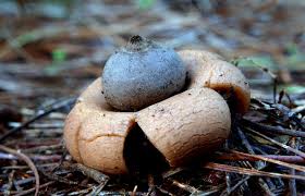 Attēlu rezultāti vaicājumam “Geastrum”