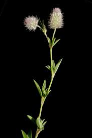 Attēlu rezultāti vaicājumam “Trifolium arvense fruit”