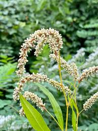 Attēlu rezultāti vaicājumam “Persicaria lapathifolia flower”