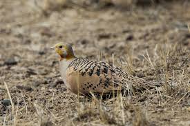 Image result for Syrrhaptes paradoxus