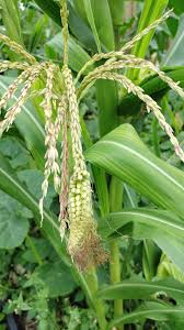 Attēlu rezultāti vaicājumam “Zea mays female flower”