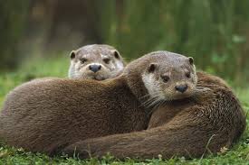 Image result for Eltham Otters