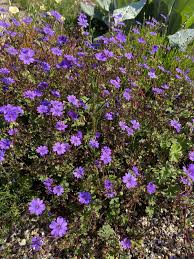Attēlu rezultāti vaicājumam “Geranium pyrenaicum flower”