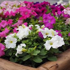Image result for Petunia hybrida