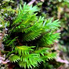 Attēlu rezultāti vaicājumam “Fissidens”