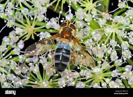 Attēlu rezultāti vaicājumam “Leucozona glaucia”