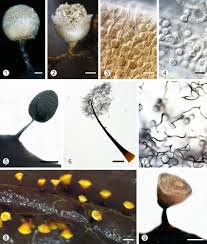 Attēlu rezultāti vaicājumam “Arcyria imperialis spores”