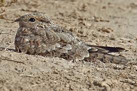 Image result for Caprimulgus aegyptius