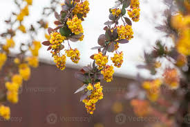 Attēlu rezultāti vaicājumam “Berberis thunbergii flower”
