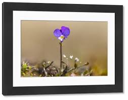 Attēlu rezultāti vaicājumam “Viola tricolor subsp. curtisii flower”