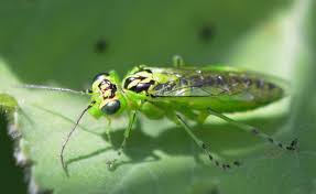 Attēlu rezultāti vaicājumam “Rhogogaster picta”
