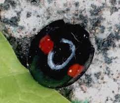 Attēlu rezultāti vaicājumam “Chilocorus renipustulatus”