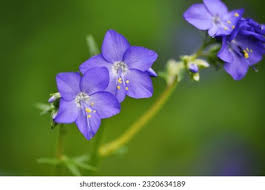 Attēlu rezultāti vaicājumam “Polemonium caeruleum flower”
