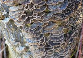 Attēlu rezultāti vaicājumam “Phellinus robustus”