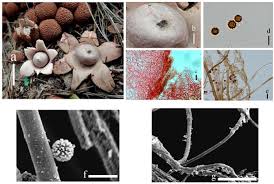 Attēlu rezultāti vaicājumam “Geastrum”