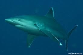 Image result for Carcharhinus albimarginatus