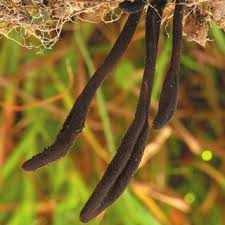 Attēlu rezultāti vaicājumam “Geoglossum sp.”