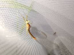 Attēlu rezultāti vaicājumam “Heptagenia sulphurea female”