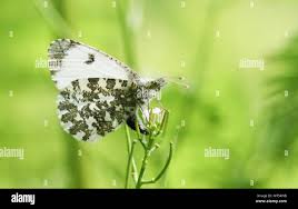 Attēlu rezultāti vaicājumam “Anthocharis cardamines”