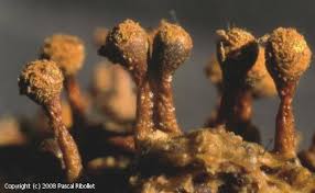 Attēlu rezultāti vaicājumam “Trichia botrytis var. cerifera spores”