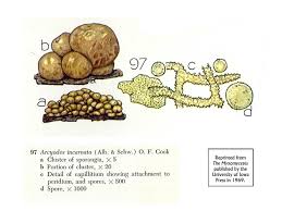 Attēlu rezultāti vaicājumam “Collaria arcyrionema spores”