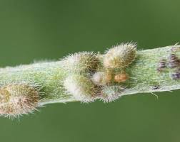 Attēlu rezultāti vaicājumam “Cribraria intricata stalked”
