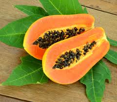 Image result for Carica papaya