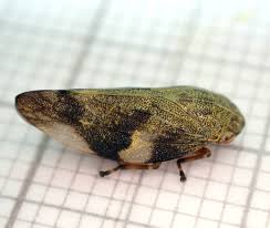 Attēlu rezultāti vaicājumam “Aphrophoridae”