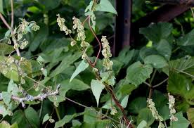 Attēlu rezultāti vaicājumam “Fallopia dumetorum”