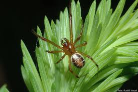 Attēlu rezultāti vaicājumam “Phylloneta cocoon”