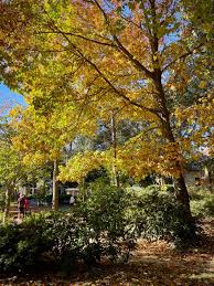 Attēlu rezultāti vaicājumam “Quercus rubra”