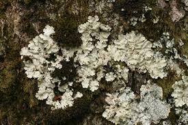 Attēlu rezultāti vaicājumam “Lobaria amplissima”