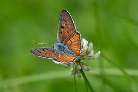 Attēlu rezultāti vaicājumam “Lycaena alciphron”