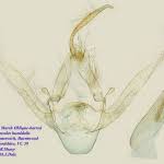 Attēlu rezultāti vaicājumam “Hypenodes humidalis”