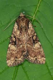 Attēlu rezultāti vaicājumam “Apamea epomidion”