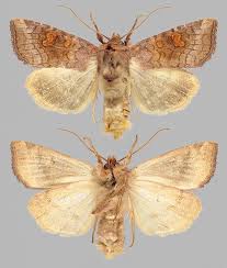 Attēlu rezultāti vaicājumam “Amphipoea”