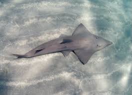 Image result for Rhynchobatus australiae