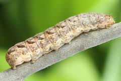 Attēlu rezultāti vaicājumam “Xestia baja”