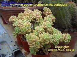 Image result for Aichryson