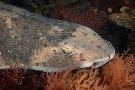 Image result for Cephaloscyllium laticeps