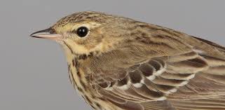 Attēlu rezultāti vaicājumam “Anthus trivialis”