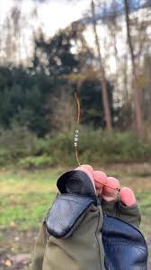 Attēlu rezultāti vaicājumam “Physarum bivalve young”