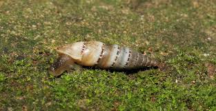 Attēlu rezultāti vaicājumam “Clausiliidae”