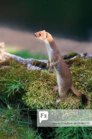 Attēlu rezultāti vaicājumam “Mustela erminea adult”